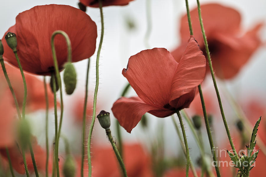 Poppy Photograph - Red Poppy Flowers #5 by Nailia Schwarz