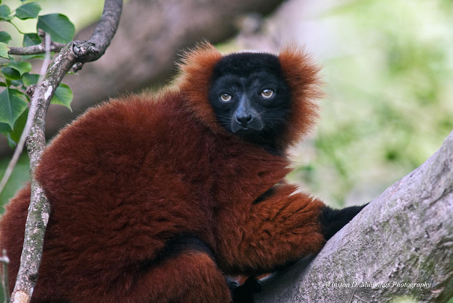 Red Ruffed Lemur #5 Photograph by Winston D Munnings