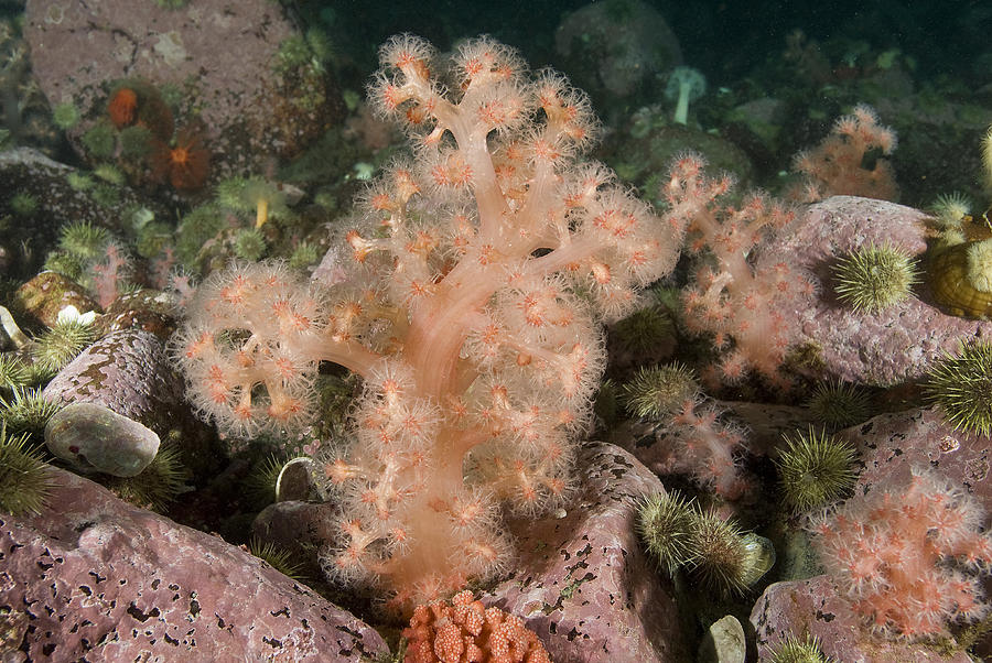 Red Soft Coral #5 Photograph by Andrew J. Martinez