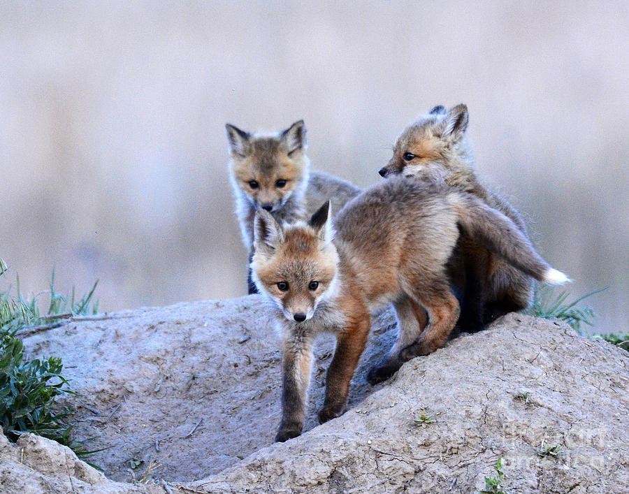 Red-tailed Fox Kits #8 Photograph by Dennis Hammer