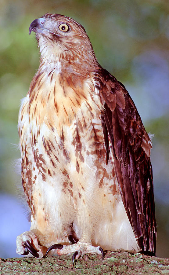 Red Tailed Hawk #5 Photograph by Millard H. Sharp