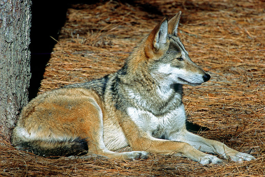 Моли ред вольф. Molly Red Wolf. Moly Red Wolf актриса.