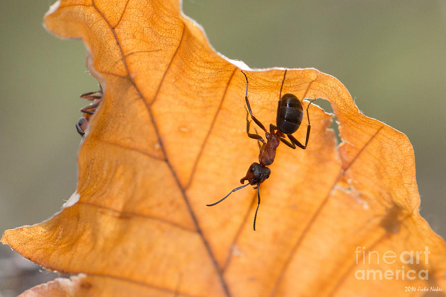 Red Wood Ants #5 Photograph by Jivko Nakev