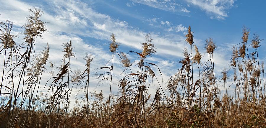 Reed grass Photograph by Werner Lehmann - Fine Art America