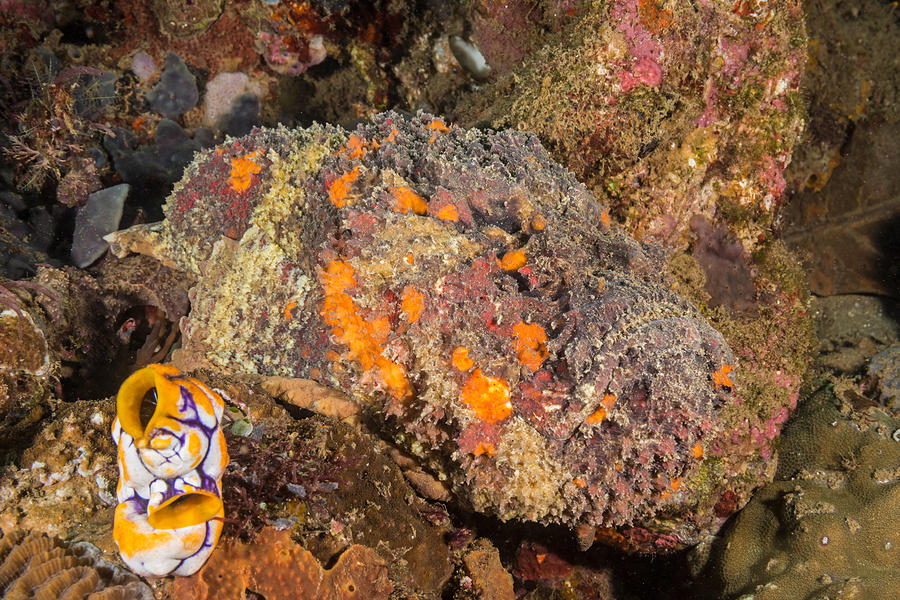 Reef Stonefish #5 Photograph by Andrew J. Martinez