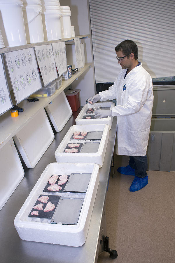 Researcher With Brain Bank Containers #5 Photograph by Science Stock Photography
