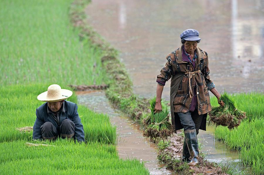 Agriculture Photograph - Rice Cultivation In Yunnan Province #5 by Tony Camacho