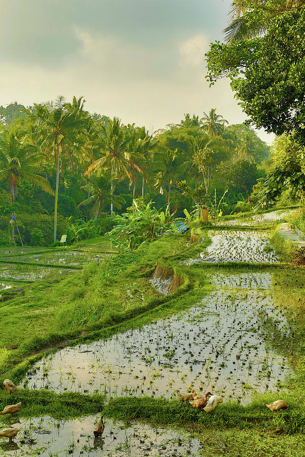 Rice Field, Bali, Indonesia #5 Photograph by Bob Pool