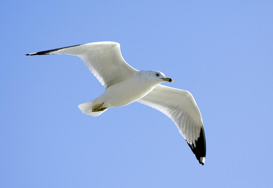 Ring Billed Gull #5 Photograph by John Devries/science Photo Library