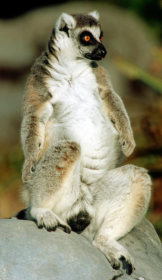 Ring-tailed Lemur Lemur Catta #5 Photograph by Millard H. Sharp