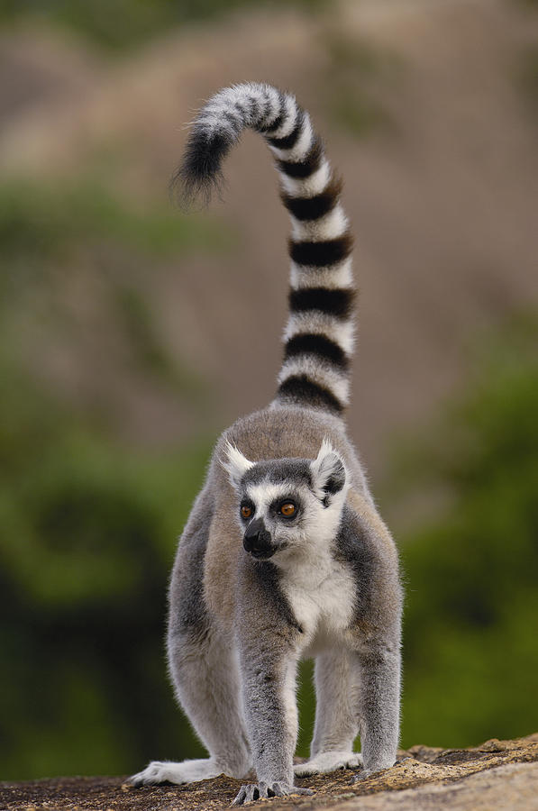 Ring-tailed Lemur Madagascar #5 Photograph by Pete Oxford