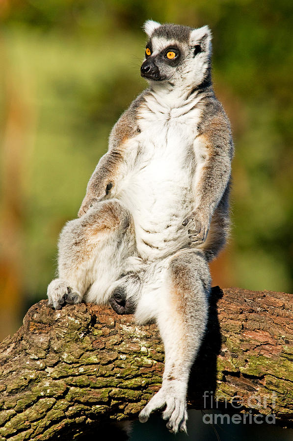 Ring Tailed Lemur #5 Photograph by Millard H. Sharp