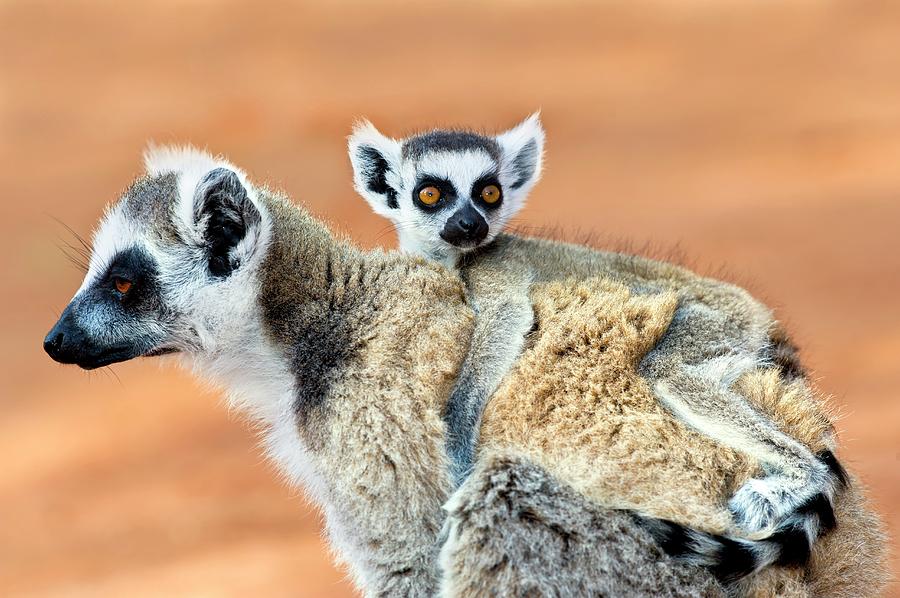 Nature Photograph - Ring-tailed Lemur Mother And Baby #5 by Tony Camacho/science Photo Library