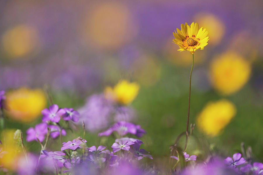 Roadside Wildflowers In Texas, Spring Photograph by Larry Ditto | Fine ...