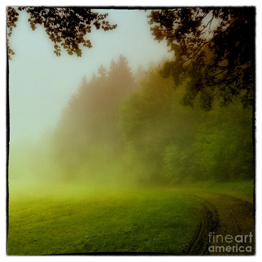 Romantic forest landscape #5 Photograph by Gina Koch