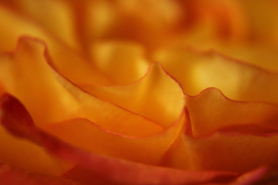 Flower Photograph - Rose Petal Abstract #5 by Carol Welsh
