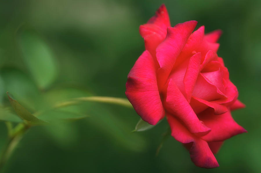 Rose (rosa Hybrid) #5 Photograph by Maria Mosolova/science Photo ...