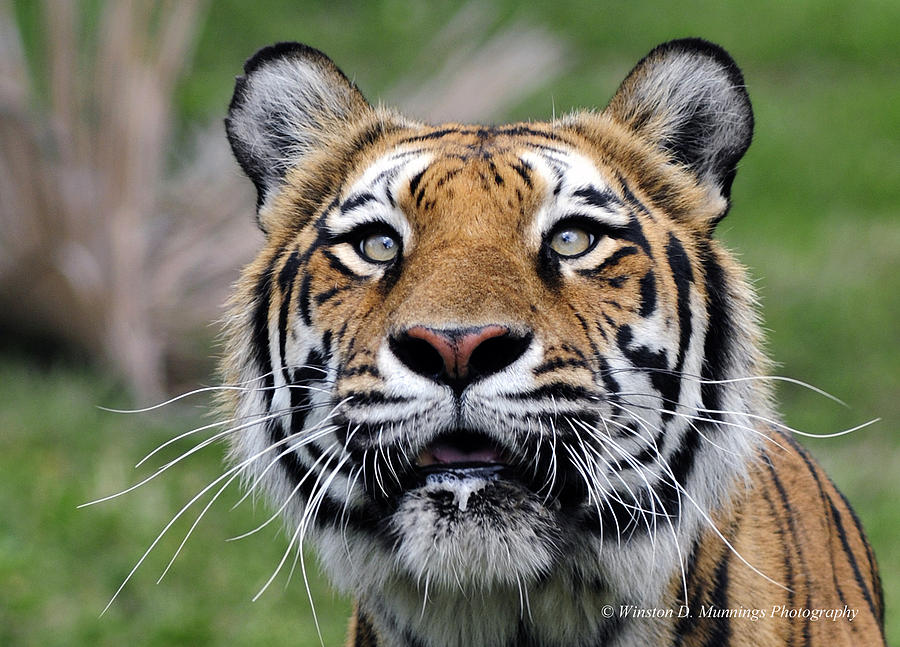 Royal Bengal Tiger #5 Photograph by Winston D Munnings