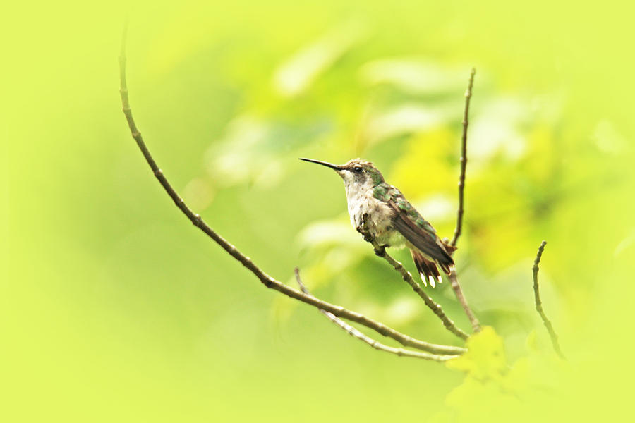 Ruby-throated Hummingbird - Immature Female - Archilochus colubris  #5 Photograph by Carol Senske