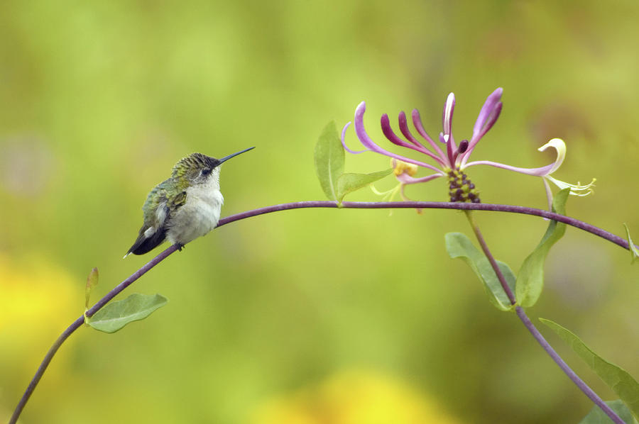 Ruby-throated Hummingbird #5 Photograph by Maria Mosolova/science Photo Library