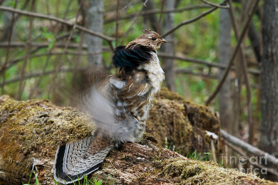 Ruffed Grouse Courtship Display #5 Photograph by Linda Freshwaters Arndt