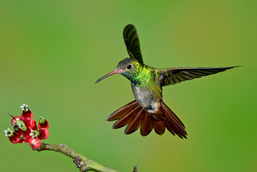 Rufous-tailed Hummingbird #5 Photograph by Anthony Mercieca - Fine Art  America