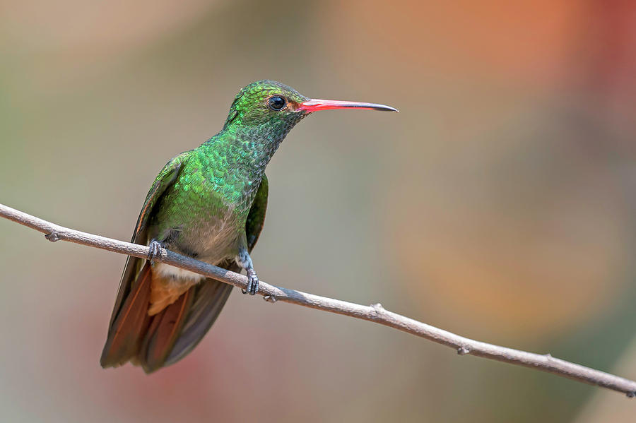 Rufous-tailed Hummingbird Photograph by Juan Jose Arango - Fine Art America