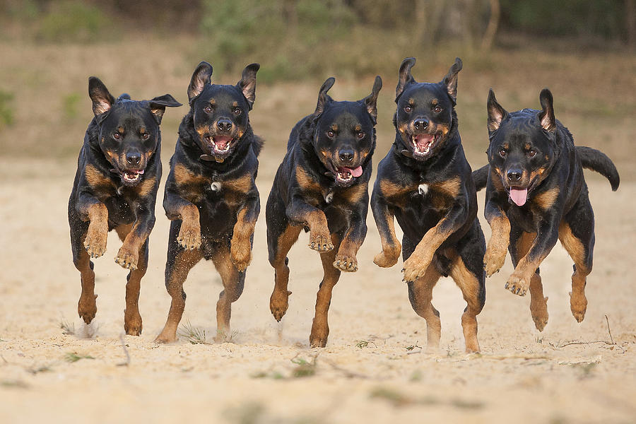 5 running Rottweilers on a row! Photograph by @Hans Surfer