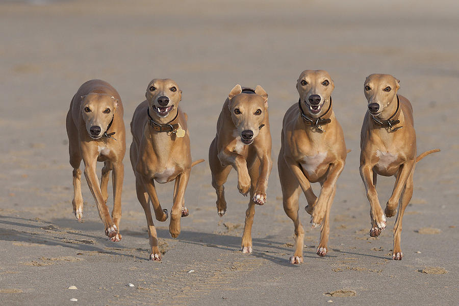 5 Running Whippets in a row! Photograph by @Hans Surfer
