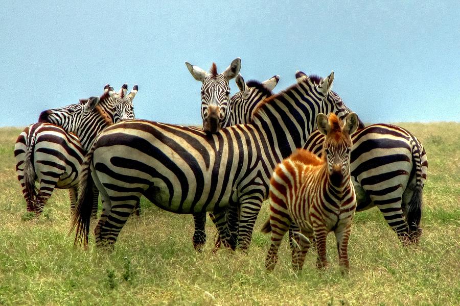 Safari in Kenya Africa #5 Photograph by Paul James Bannerman