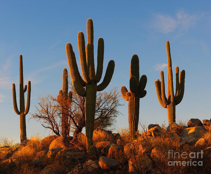 Saguaro Cacti #5 Photograph by John Shaw