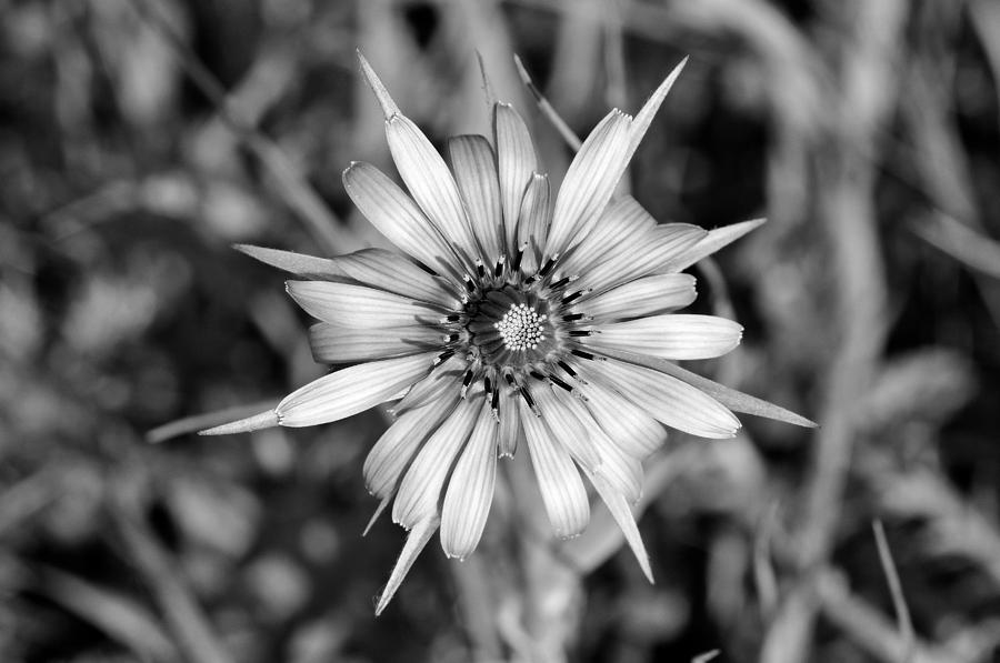 Salsify flower #1 Photograph by George Atsametakis