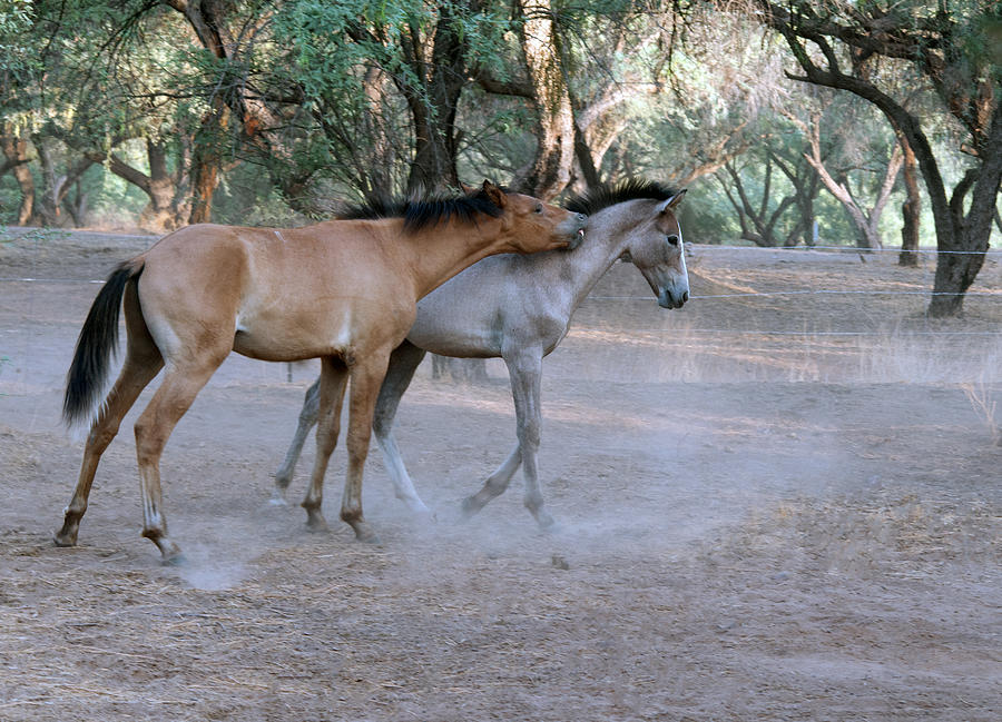 Salt River Wild Horses #5 Photograph by Tam Ryan
