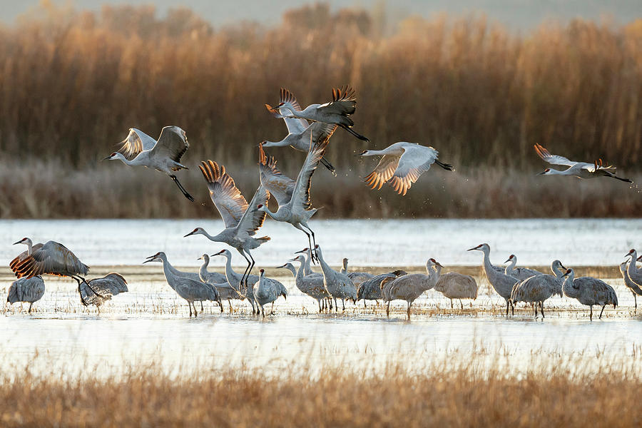 Sandhill Cranes Flying, Grus #5 Photograph by Maresa Pryor