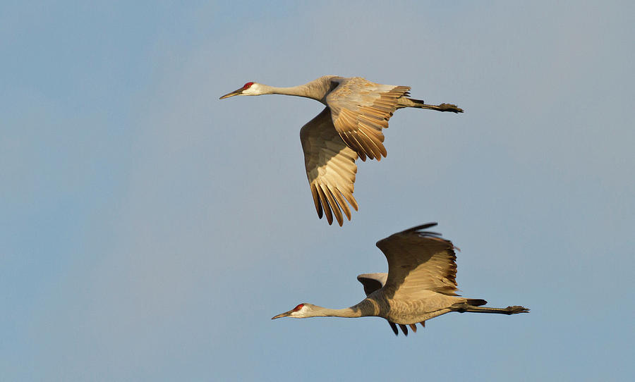 Crane Photograph - Sandhill Cranes (grus Canadensis #5 by William Sutton