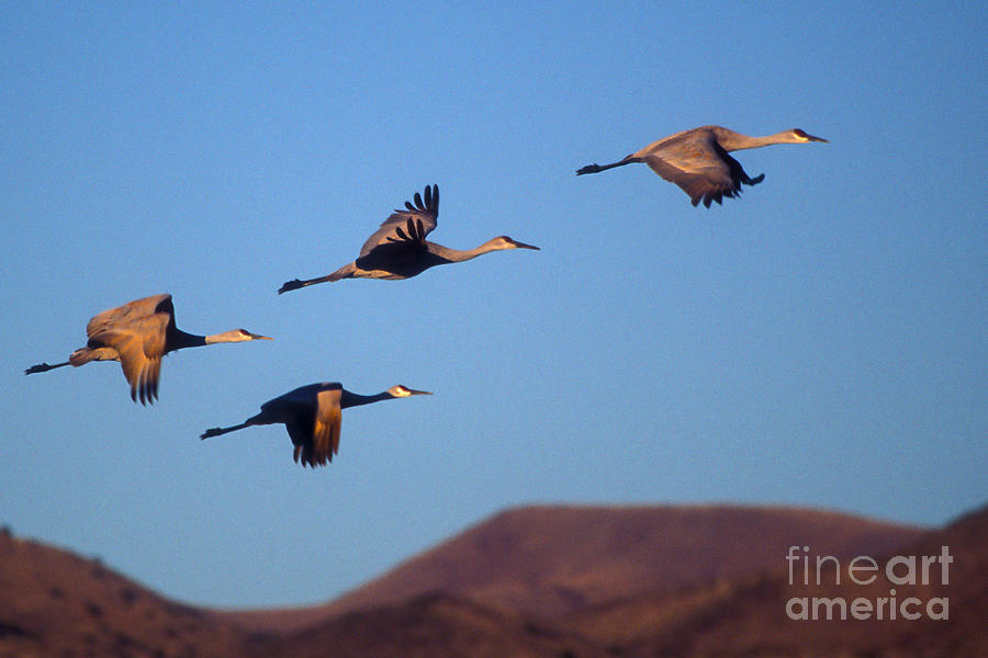 Sandhill cranes #5 Photograph by Steven Ralser