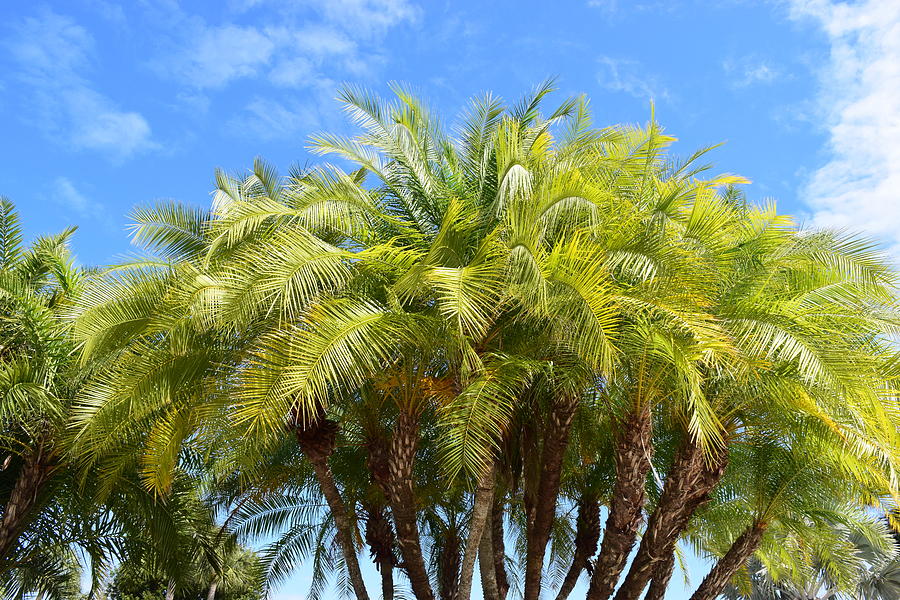 Sanibel Palms #5 Photograph by Curtis Krusie