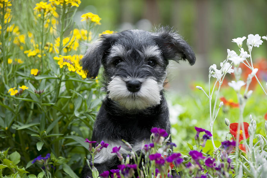 Schnauzer Puppy Dog #25 Photograph by John Daniels