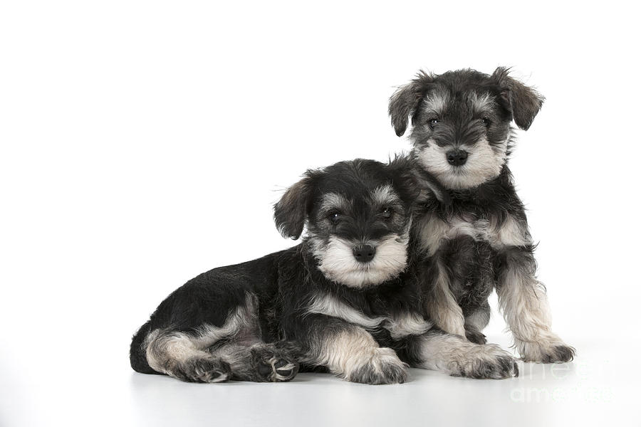 Dog Photograph - Schnauzer Puppy Dogs #5 by John Daniels
