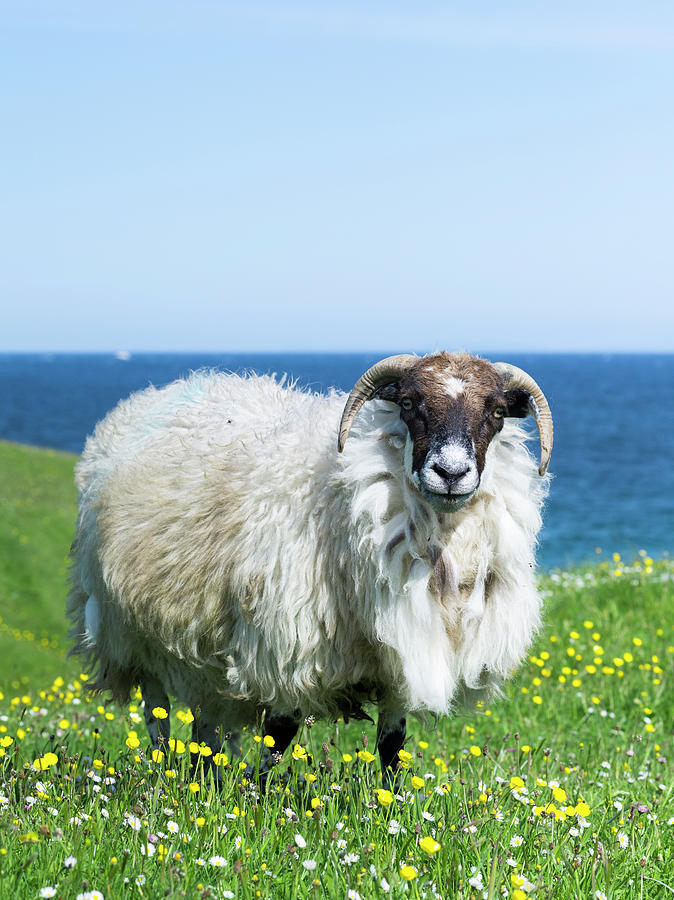 Sheep Photograph - Scottish Blackface On The Isle #5 by Martin Zwick