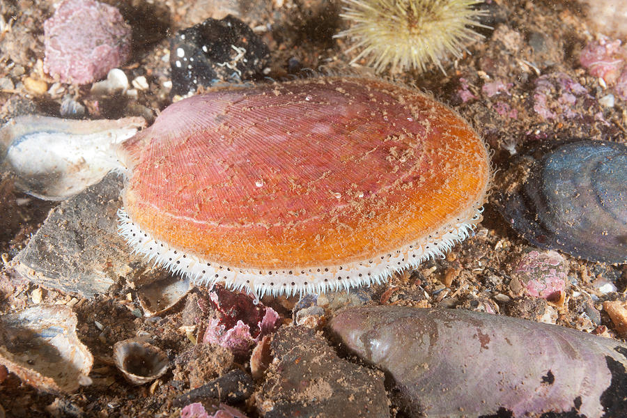 Sea Scallop #5 Photograph by Andrew J. Martinez Sea Scallop #5 Photograph by Andrew J. Martinez