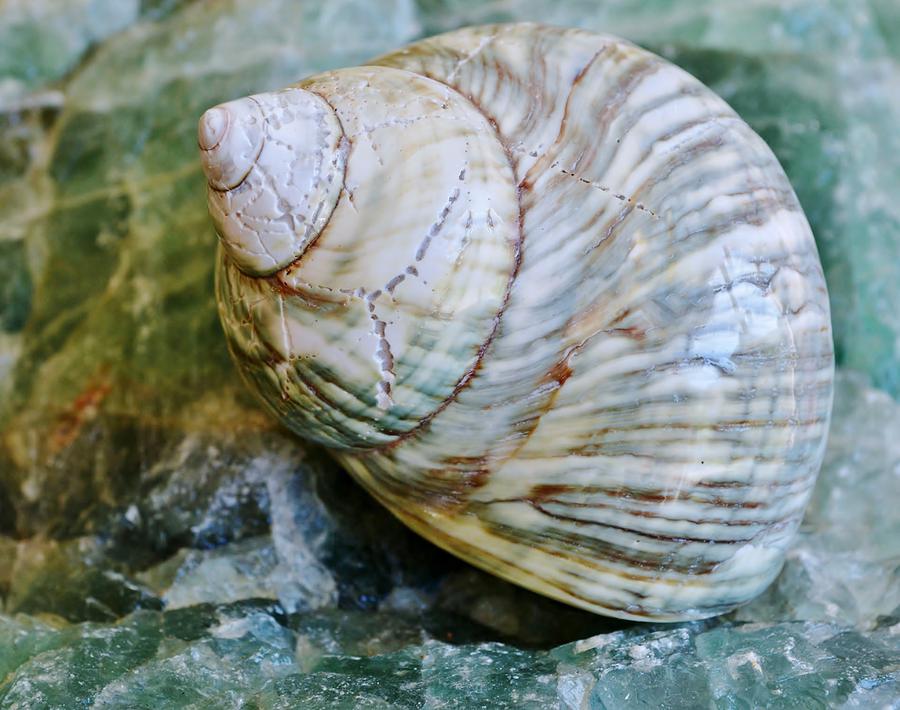 Sea Snail Shell Photograph by Werner Lehmann