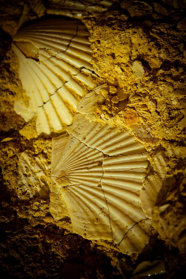 Seashell in stone #5 Photograph by Raimond Klavins