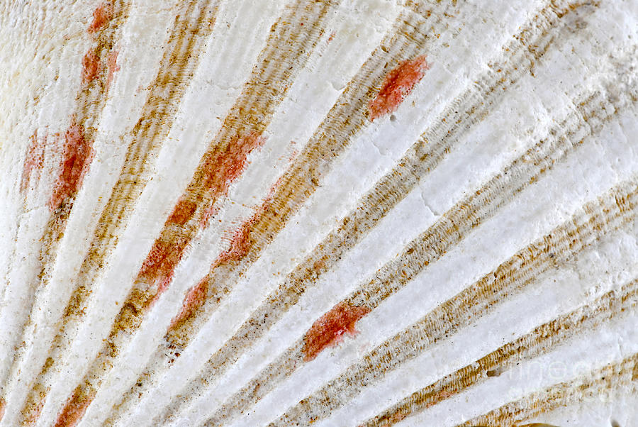 Seashell surface 1 Photograph by Elena Elisseeva