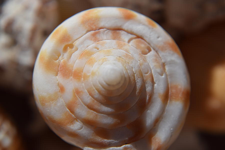 Seashells #5 Photograph by Curtis Krusie