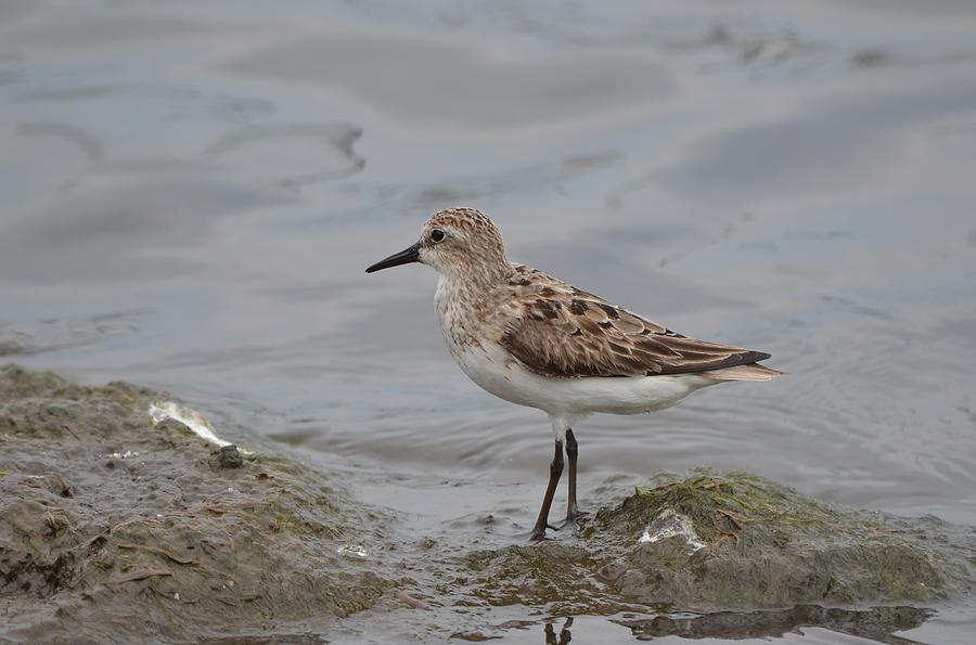 Semipalmated Sandpiper #5 Photograph by James Petersen