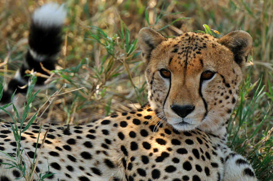 Serengeti Cheetah Photograph by Mark Rasmussen - Fine Art America