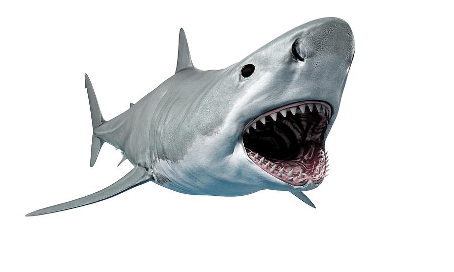 Shark Against White Background Photograph by Sciepro/science Photo ...