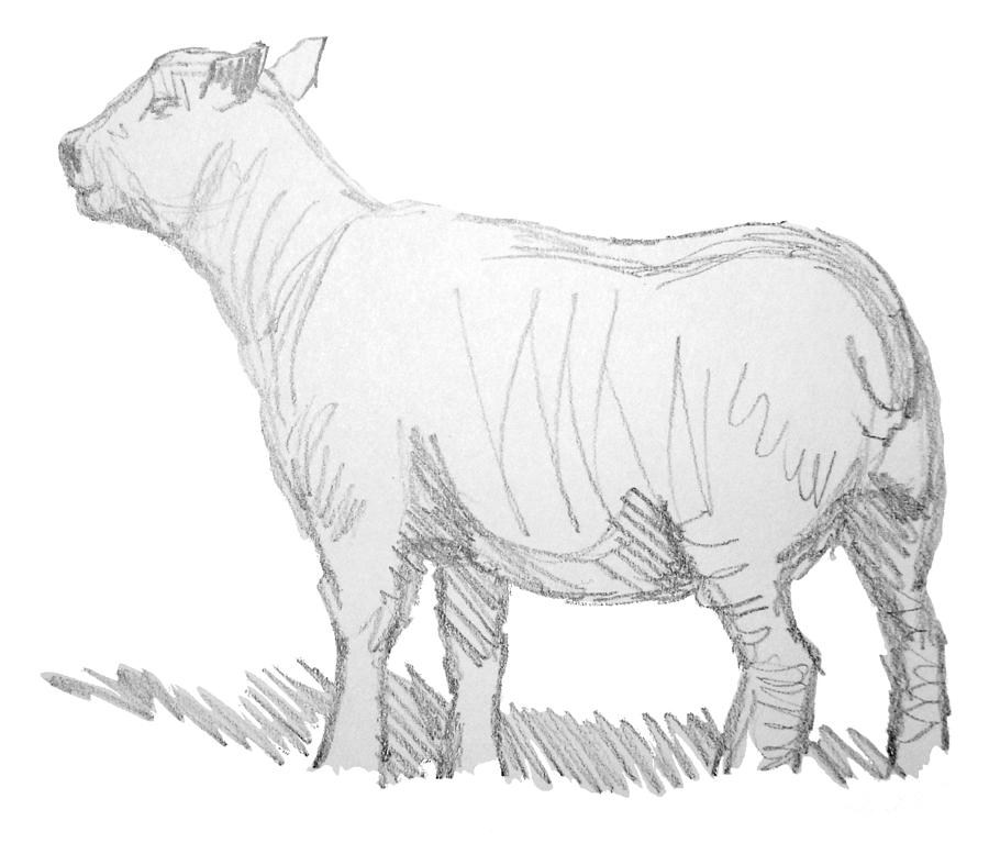 Sheep Sketch #5 Drawing by Mike Jory