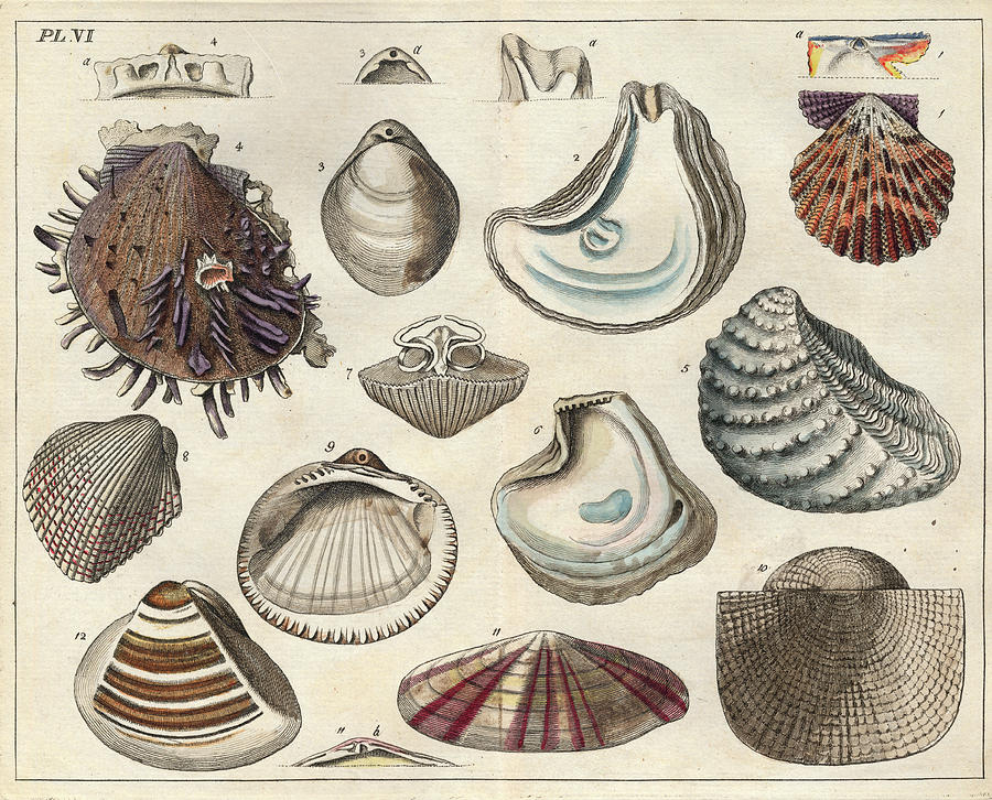 /image-photo/photo-five-shells